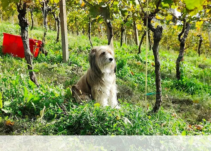 Casa vacanze In - Kranjska Krain 26095 *
